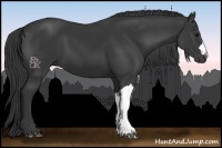Horse Color:Black 