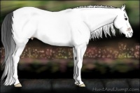 Horse Color:White Spotted Bay 