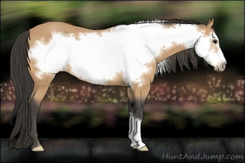 Horse Color:Buckskin Frame 