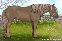Horse Color:Chocolate Palomino 