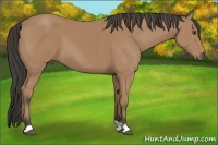 Horse Color:Buckskin 