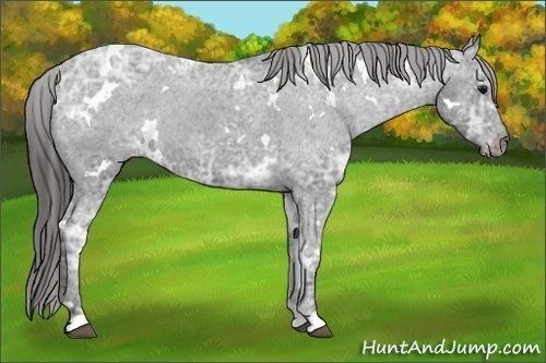 Horse Color:White Spotted Black Ice Varnish