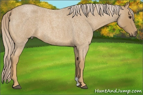 Horse Color:Palomino Roan 