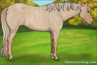 Horse Color:Palomino Roan