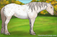 Horse Color:Amber Champagne Appaloosa 