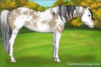 Horse Color:White Spotted Bay Dun Splash 