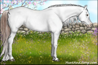 Horse Color:Chestnut Appaloosa 