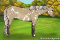 Horse Color:White Spotted Silver Brown Dun 