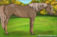 Horse Color:Chocolate Palomino 