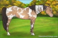 Horse Color:White Spotted Amber Champagne 