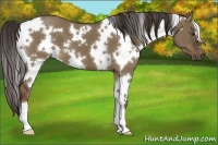Horse Color:White Spotted Liver Red Dun 