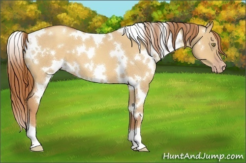 Horse Color:White Spotted Gold Champagne Dun 