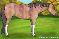 Horse Color:Nacre Bay 
