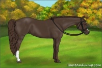 Horse Color:Liver Chestnut 