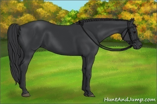 Horse Color:Black 