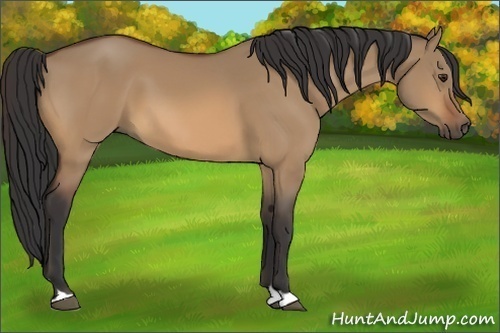 Horse Color:Bay Dun