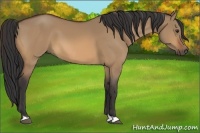 Horse Color:Bay Dun