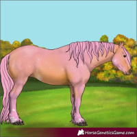Horse Color:Watercolor Bay 