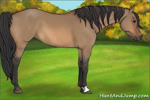 Horse Color:Bay Dun 
