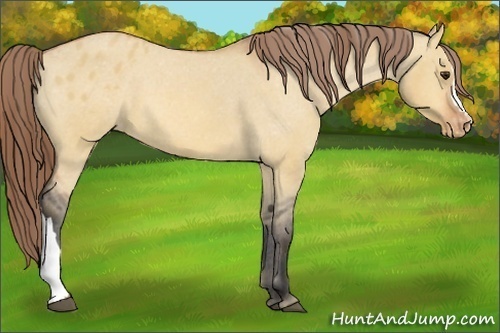 Horse Color:Bay Dun Appaloosa 
