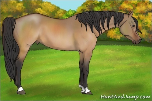 Horse Color:Brown Dun