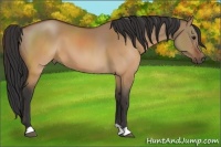 Horse Color:Brown Dun