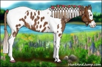 Horse Color:Chestnut Splash Tobiano Appaloosa