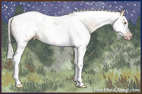Horse Color:Gray Silver Amber Champagne Roan Splash Tobiano Appaloosa Rabicano