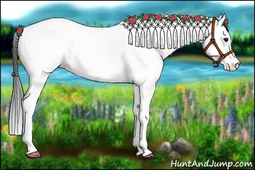 Horse Color:Bay Splash Tobiano Appaloosa 