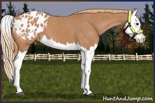 Horse Color:Chestnut Splash Appaloosa