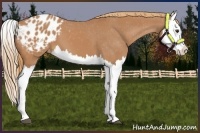 Horse Color:Chestnut Splash Appaloosa 