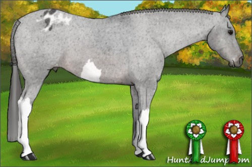 Horse Color:Gray Brown Blanket
