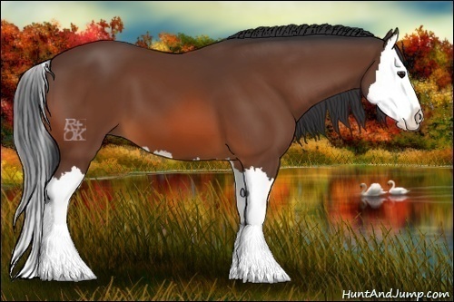 Horse Color:Bay Splash 