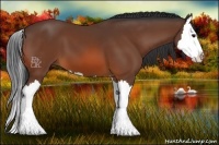 Horse Color:Bay Splash 