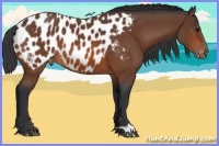 Horse Color:Bay Appaloosa 
