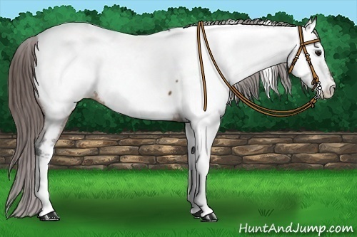 Horse Color:Bay Tobiano Appaloosa