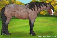 Horse Color:Bay Roan Splash