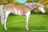 Horse Color:Silver Bay Splash 