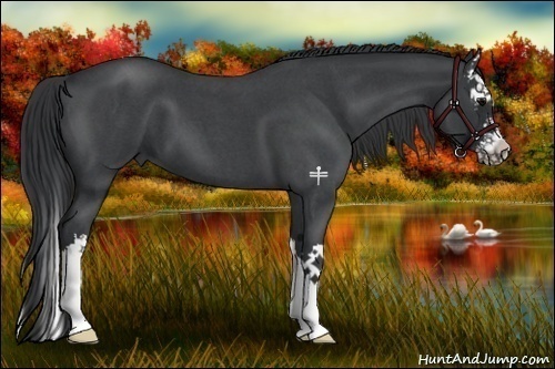 Horse Color:Blue Roan Splash 