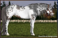 Horse Color:White Spotted Brown Frame Varnish Rabicano 
