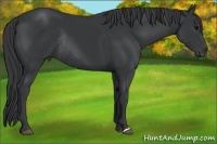 Horse Color:Black Rabicano 