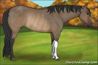 Horse Color:Brown Dun Rabicano