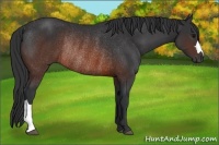 Horse Color:Brown Rabicano