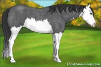 Horse Color:Blue Roan Splash