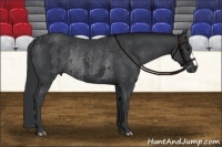 Horse Color:Black and Black Rabicano