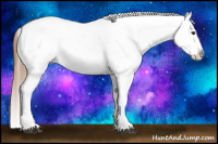 Horse Color:Chestnut Appaloosa 