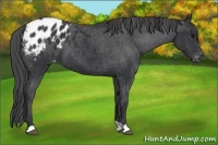 Horse Color:Black Appaloosa