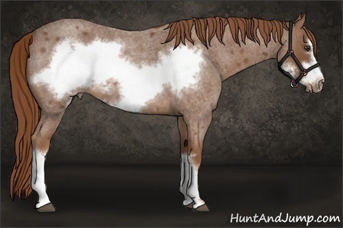 Horse Color:Red Roan Frame