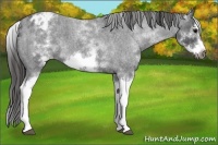 Horse Color:White Spotted Blue Roan Splash Frame Appaloosa