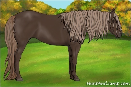 Horse Color:Liver Chestnut 